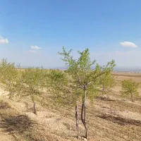 نیازبه سرمایه،پرورش گیاهان دارویی و زنبور عسل