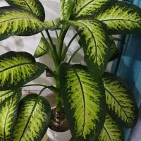 گل آپارتمانی دیفن باخیا|گل و گیاه طبیعی|اردبیل, |دیوار