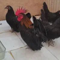 مرغ خروس مینیاطوری