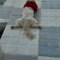 واگزاری