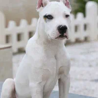 سگ داگو|سگ|سنگر, |دیوار