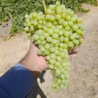 انگور درجه یک و شیرین