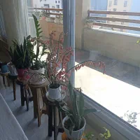 در زمینه باغچه کاشت گل گیاه