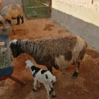 میش بره دار