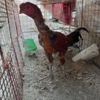 خروس فروشی|حیوانات مزرعه|ایرانشهر, |دیوار