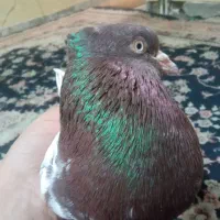 کله سرخ نر مست قورقروو قواره بالای ۴۰ درشت خوش ذات