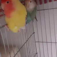 طوطی برزیلی مولد چند ساله وارداتی|پرنده|کرج, عظیمیه|دیوار