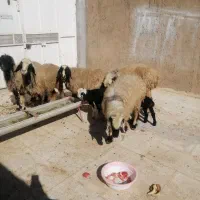 فروش میش بره دار|حیوانات مزرعه|ارژن, |دیوار