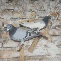 نر و ماده سوز و پلنگ سوز و ماده پلنگ سیاه|پرنده|کازرون, |دیوار