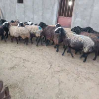 گوسفند آبستن سنگین|حیوانات مزرعه|بشاریات, |دیوار