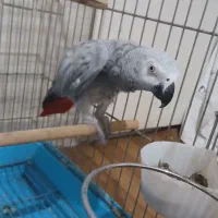 کاسکو ماده تست دار رام کلام بالا|پرنده|تهران, ایوانک|دیوار