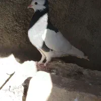 کبوتر طوقی|پرنده|کازرون, |دیوار