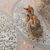 سهره قناری
