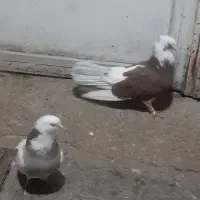 کبوترپرنده