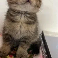 واگذاری بچه گربه اسکاتیش|گربه|کاشان, امیرکبیر|دیوار