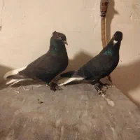 فروش جفت زاغ دمسفید|پرنده|شاهرود, |دیوار