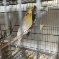 مرغ عشق،عروس هلندی،فنچ،کوتوله