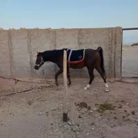 اسب نر دره شوری اصیل جوون خیلی زیبا وآرام|اسب و تجهیزات اسب‌سواری|ایوانکی, |دیوار