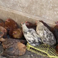 فروش مرغ و خروس نیمچه|حیوانات مزرعه|چالوس, |دیوار