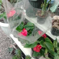 انواع گل‌های آپارتمانی و کلکسیونی