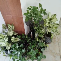 تعدادی گل آپارتمانی آگلونما و پتوس