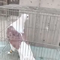 کبوتر دوکت|پرنده|فلاورجان, |دیوار