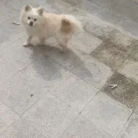 سگ پامر پامیران