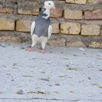 پرنده طوقق|پرنده|یزد, |دیوار