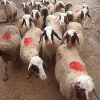 گوسفند|حیوانات مزرعه|کرمانشاه, |دیوار