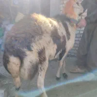 قوچ پلنگی|حیوانات مزرعه|شهرکرد, |دیوار