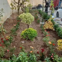 خدمات باغبانی. تهران بومهن داماوند گیلان پردیس|خدمات باغبانی و درختکاری|دماوند, دماوند|دیوار