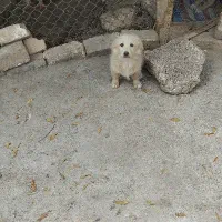 توله سه ماهه شیتزو|سگ|ساوه, |دیوار