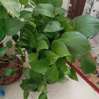 گلدان پتوس