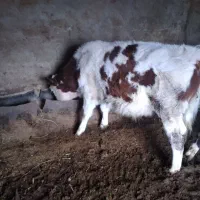 فروش گوساله نر سمینتال