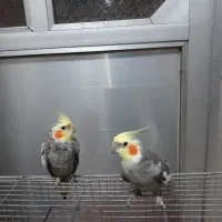 سلام عروس هلندی هردونر معاوضه باقناری نر|پرنده|رشت, پاره بیجار|دیوار