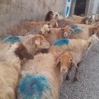 گوسفند مغانی شیشک آبستن  همه مایه کرده