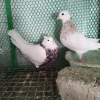 طوقی هفت رنگ نرماده  کاکلی جوان