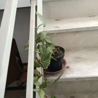 فرش و گلدان|فرش|اردبیل, |دیوار