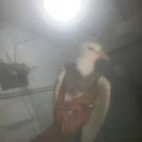 کبوتر پرشی م ع ا و ض ه