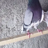 کبوتر پرشتی