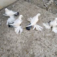 کبوتر، گوی گویروخ ایاخلی|پرنده|خسروشاه, |دیوار