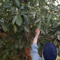 فروش باغ|فروش زمین و ملک کلنگی|قزوین, |دیوار