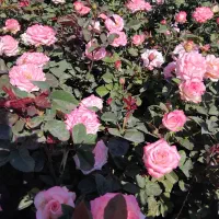 کنده رز و ساناز