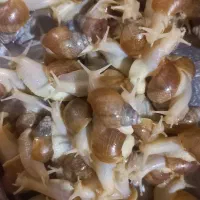 حلزون آچاتینا آلبینو آفریقایی