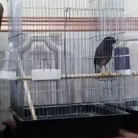 فروش مرغ مینا|پرنده|بند زرک, |دیوار