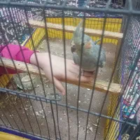 جوجه عروس هلندی|پرنده|پاکدشت, پاکدشت (مامازند)|دیوار