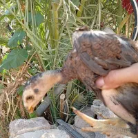 جوجه لاری