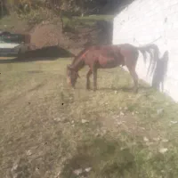 خرید وفروش اسب باری وسواری|اسب و تجهیزات اسب‌سواری|خوش‌رودپی, |دیوار