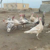 بوقلمون نر|حیوانات مزرعه|گنبد کاووس, |دیوار