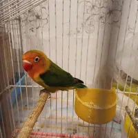 کوتوله فیشر|پرنده|خوانسار, |دیوار